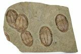 Wide Cluster Of Five Large Asaphid Trilobites - Antennae Preserved #359410-1